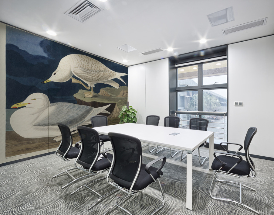 White-winged silvery Gull Wall Printing