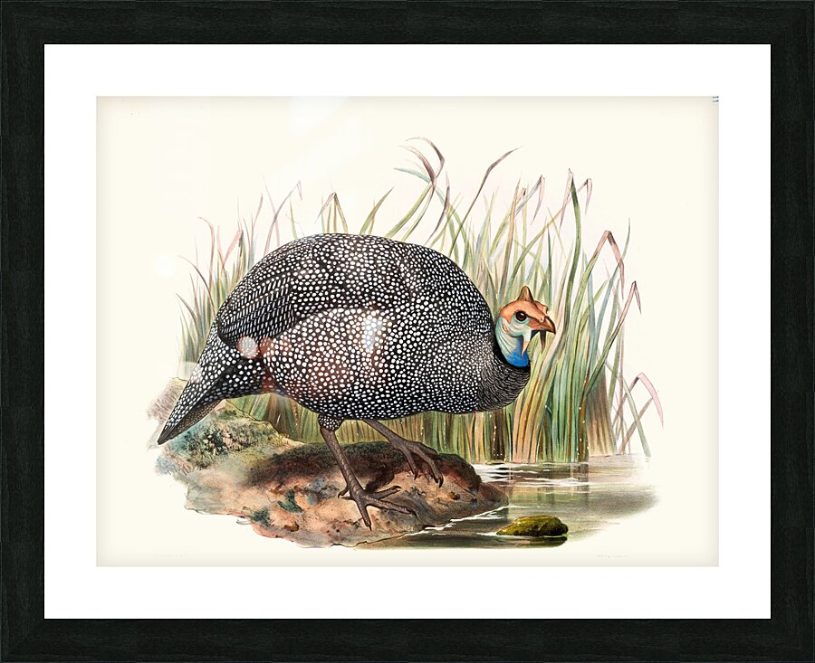 Numida mitrata. 1872 Picture Frame print