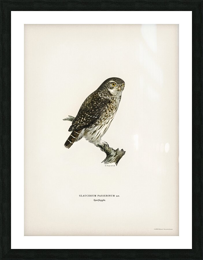 Glaucidium passerinum Picture Frame print