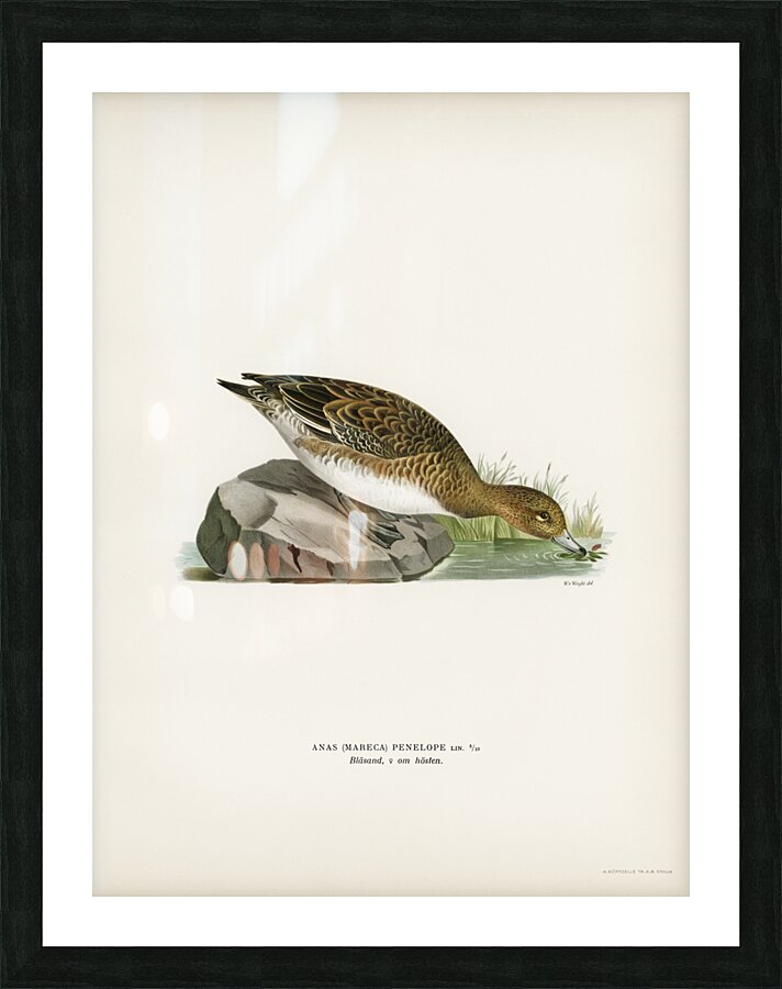Eurasian wigeon female Anasmereca penelope Picture Frame print