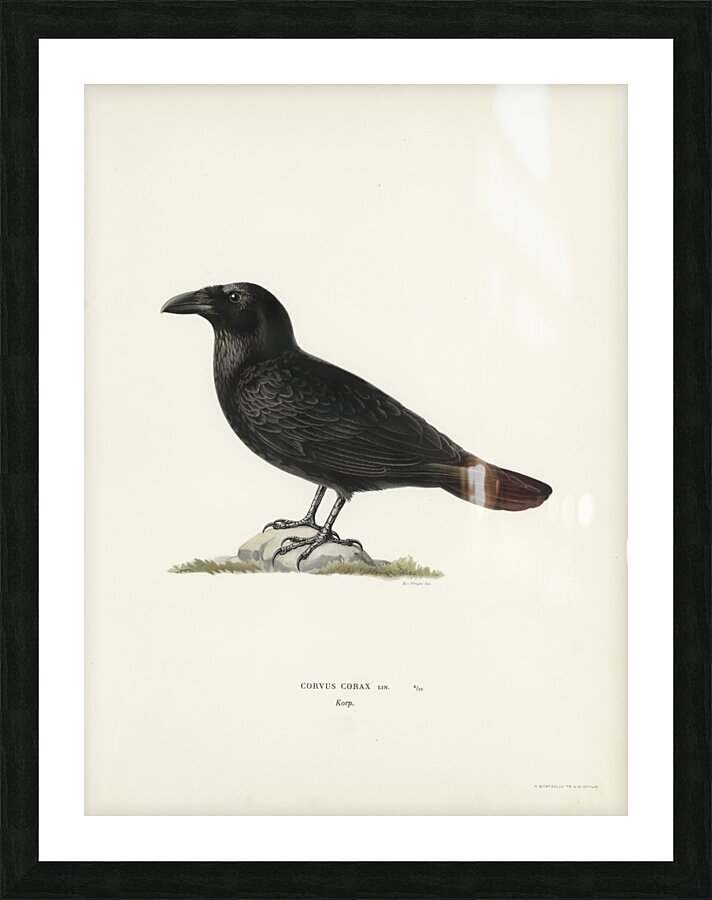 Common raven Corvus corax Picture Frame print