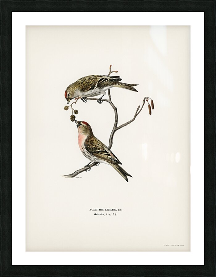 common linnet Acanthis linaria Picture Frame print