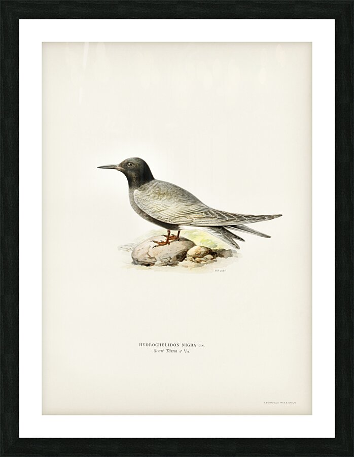 HYDROCHELIDON NIGRA Picture Frame print