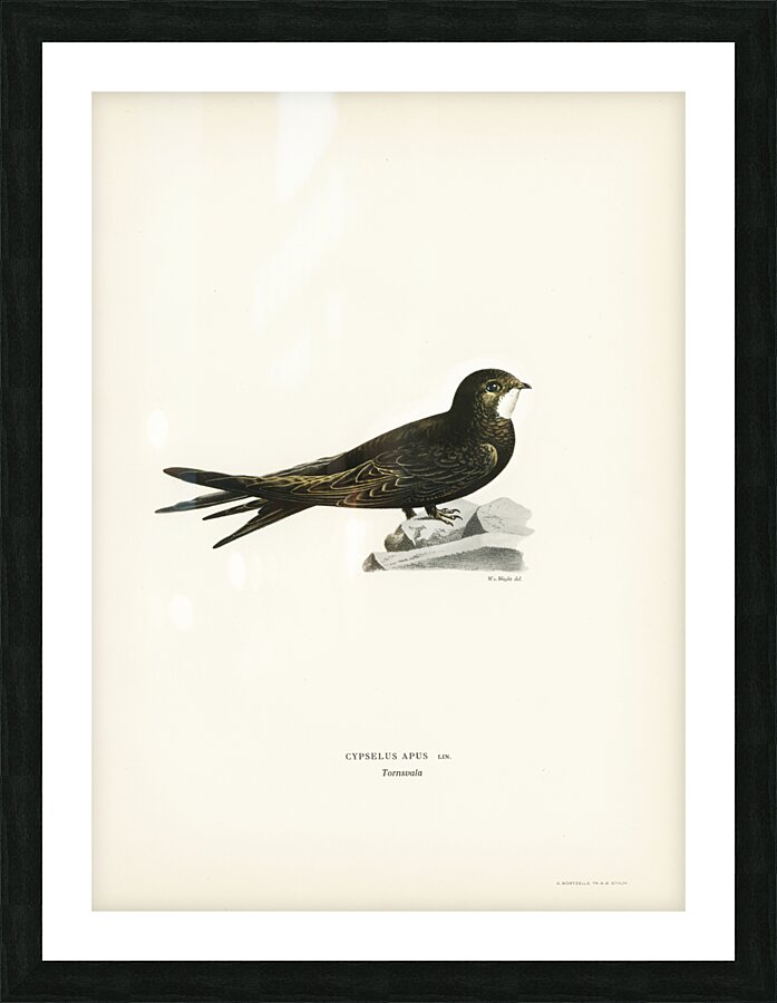 The Common Swift Cypselus Apus Picture Frame print
