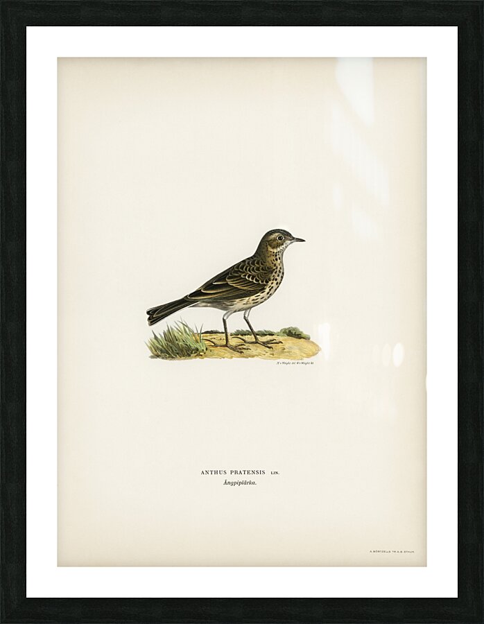 Meadow pipit Anthus pratensis Picture Frame print