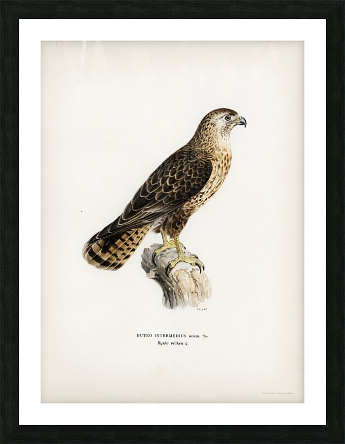 Common Buzzard Buteo buteo intermedius Picture Frame print