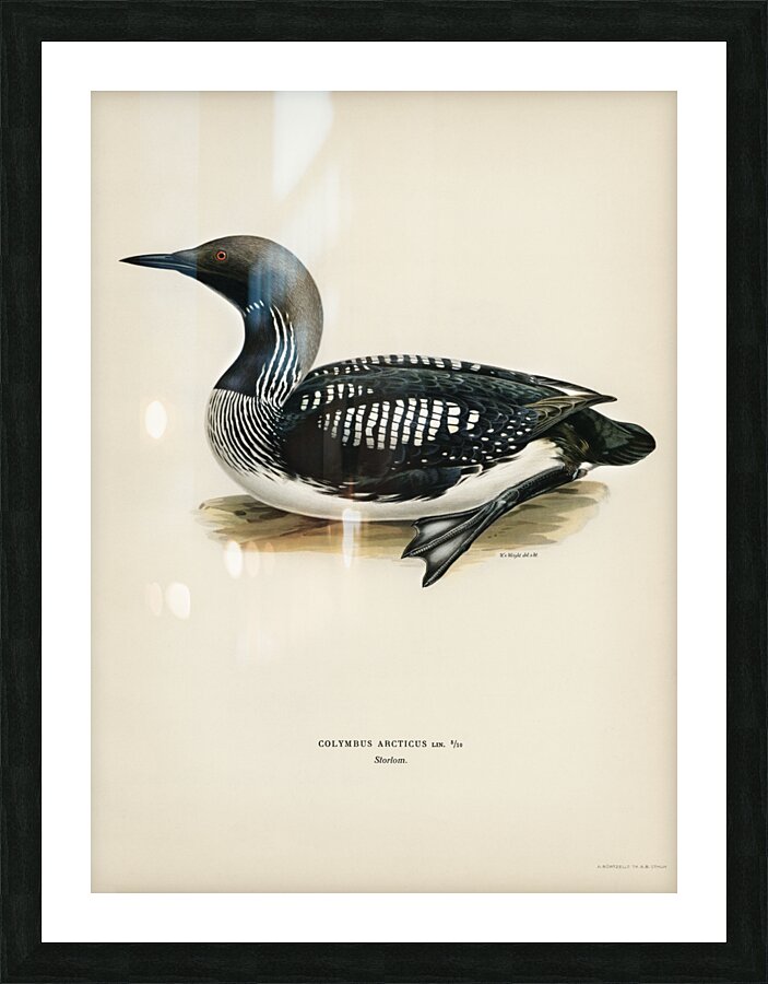 Black-throated loon Colymbus Arcticus Picture Frame print