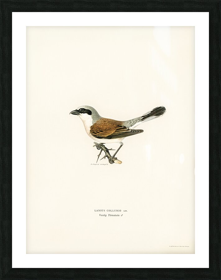 Red-backed Shrike male Lanius collurio Picture Frame print