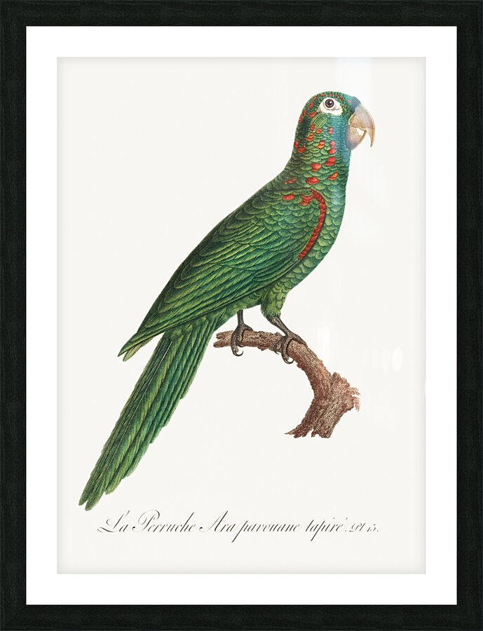 Red-spectacled amazon  Picture Frame print