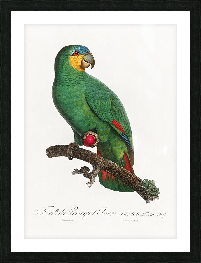 Loro guaro  Picture Frame print