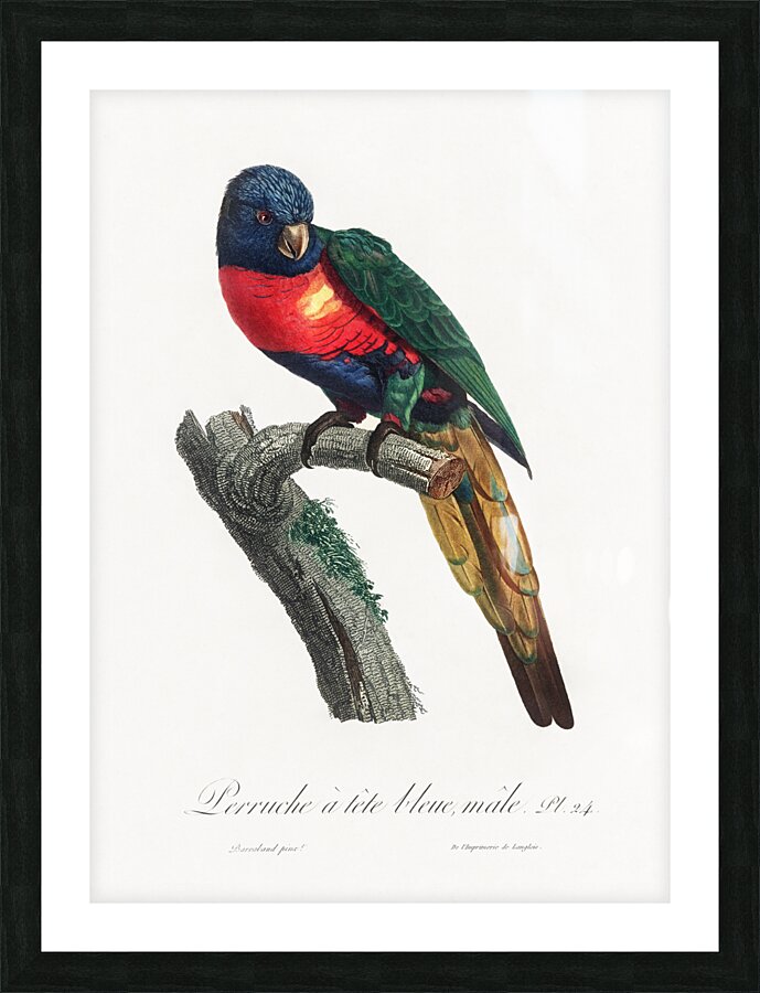 Plum-headed parakeet  Picture Frame print
