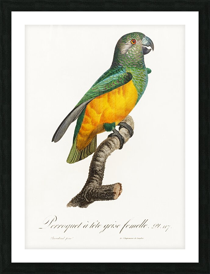 Senegal parrot  Picture Frame print