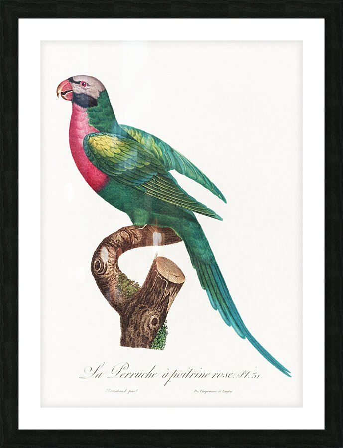 Moustached parakeet  Picture Frame print