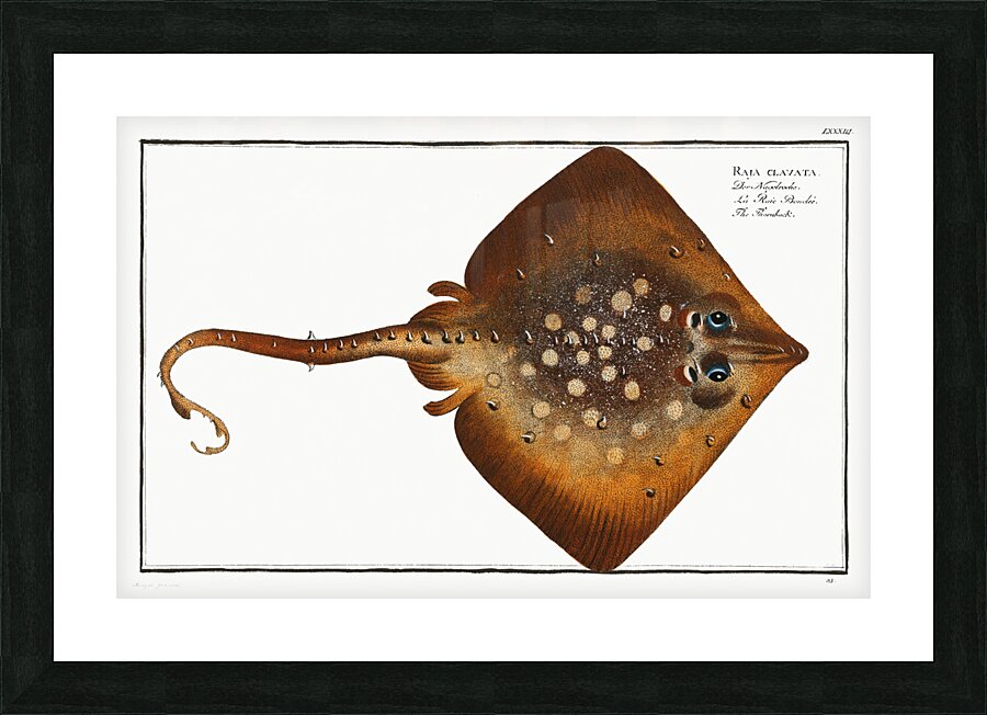 Thornback Raja clavata Picture Frame print