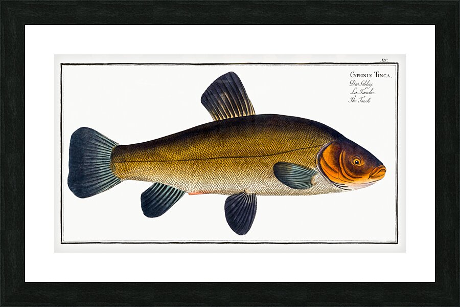 Golden Tench Cyprinus Tinca auratus Picture Frame print