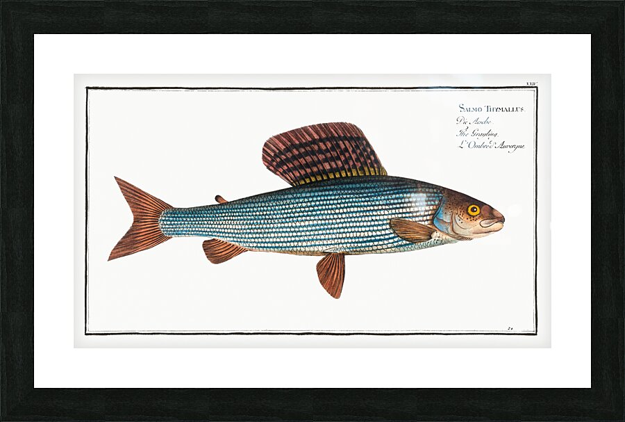 Grayling Salmo Thymallus Picture Frame print