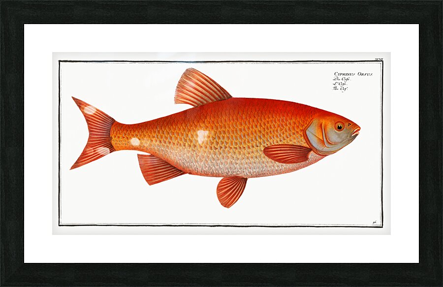 Orf Cyprnus Orfus Picture Frame print