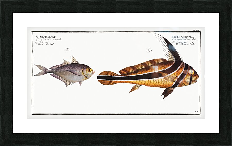 1. Ribban-Fish Eques americanus 2. Kleins Mackrel Scomber Kleinii Picture Frame print
