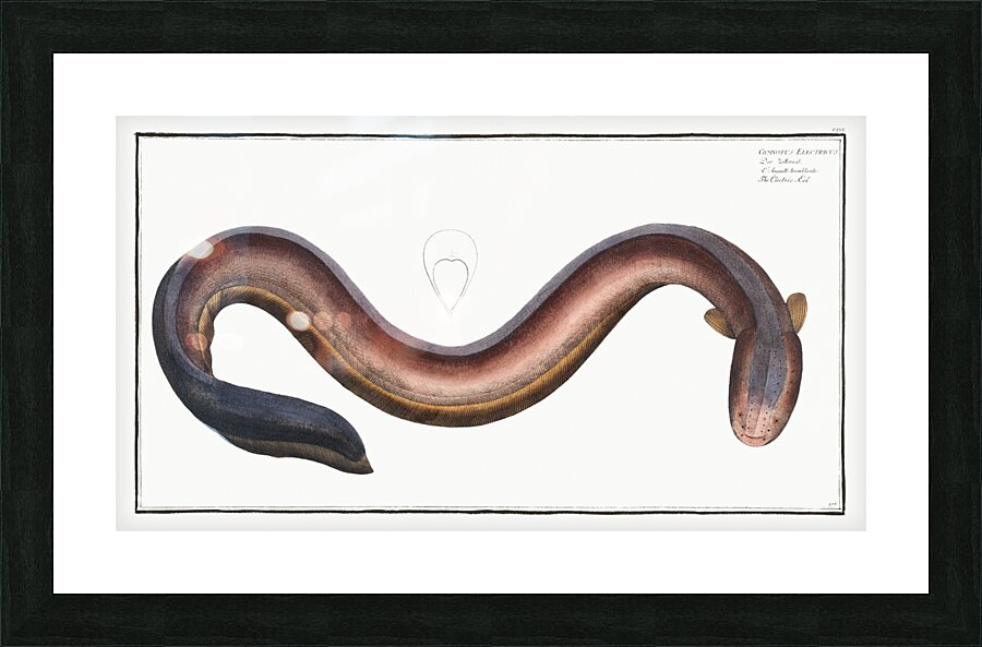 Electric-Eel Gymnotus Electricus Picture Frame print