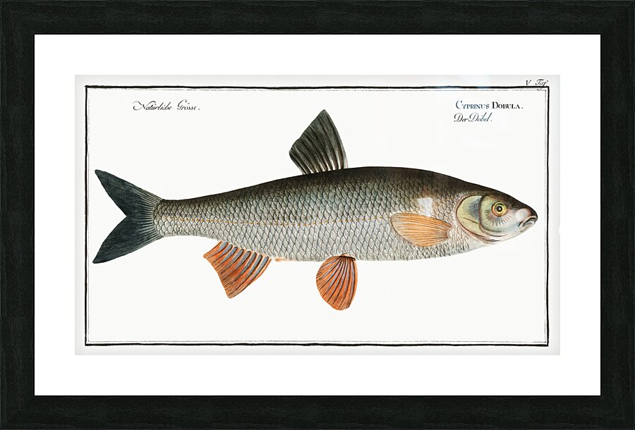Dobula Cyprinus Dobula Picture Frame print