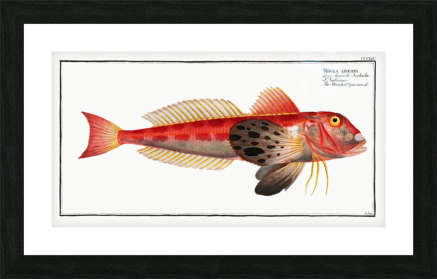 Streaked Gurnard Trigla lineata Picture Frame print
