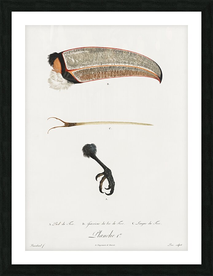Toco foot beak and tongue  Picture Frame print