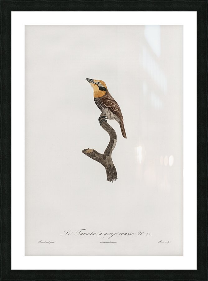 Russet-throated puffbird  Picture Frame print