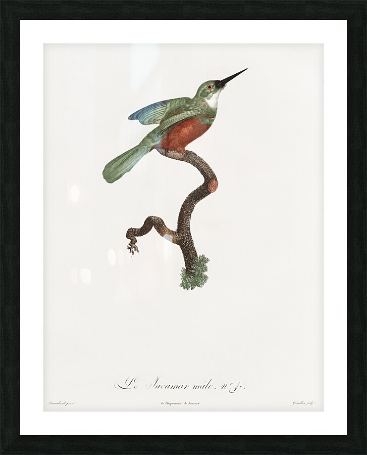 Green-tailed Jacamarmale  Picture Frame print