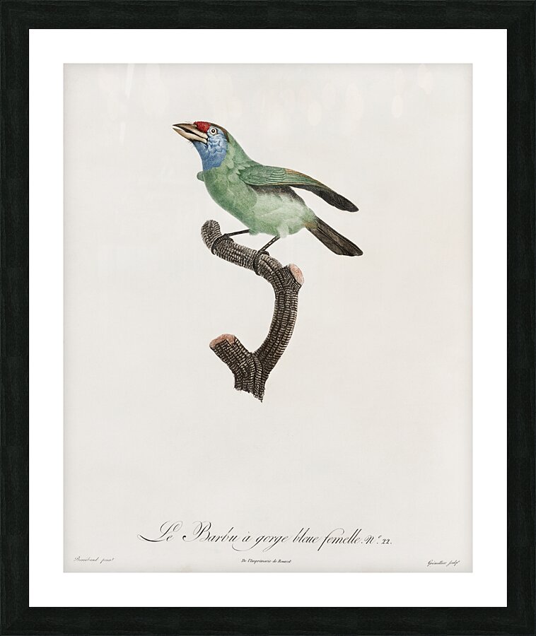 Blue-throated Bearded bee-eater Picture Frame print