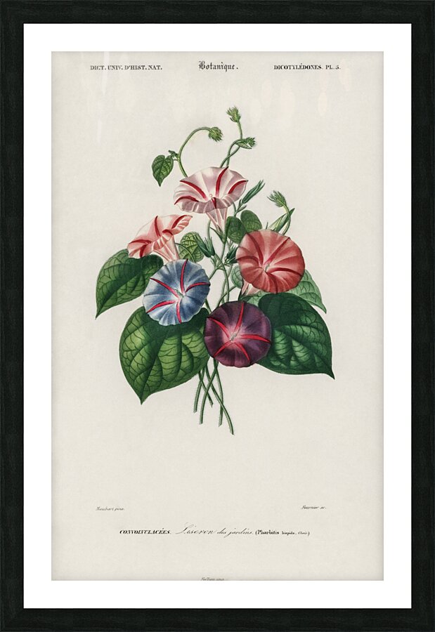 Morning-glory Pharbitis hispida Picture Frame print