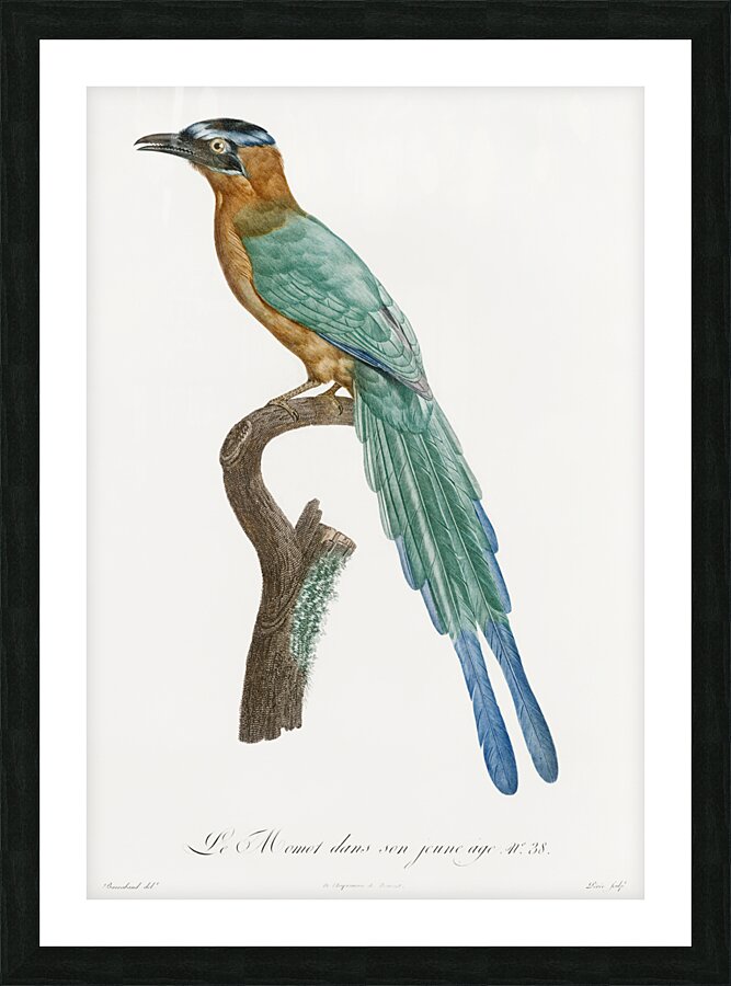 Young motmot  Picture Frame print