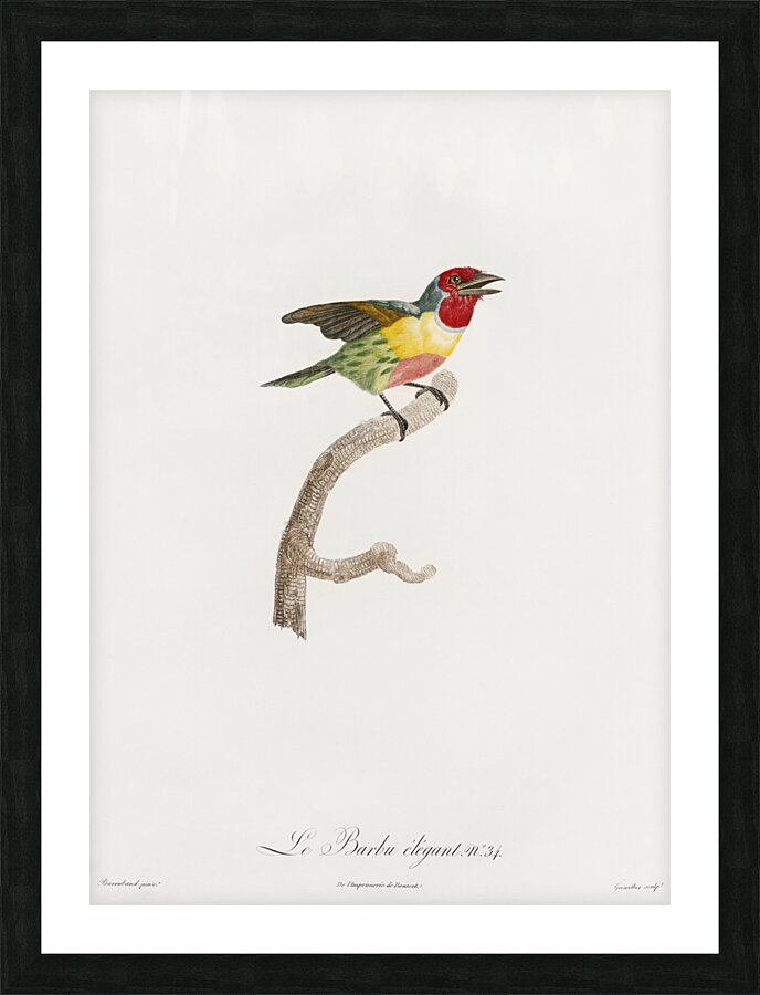 Giant mantis shrimp Squilla Maculata Picture Frame print