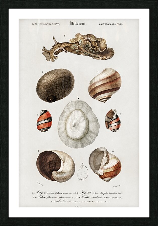 Different types of mollusks Picture Frame print