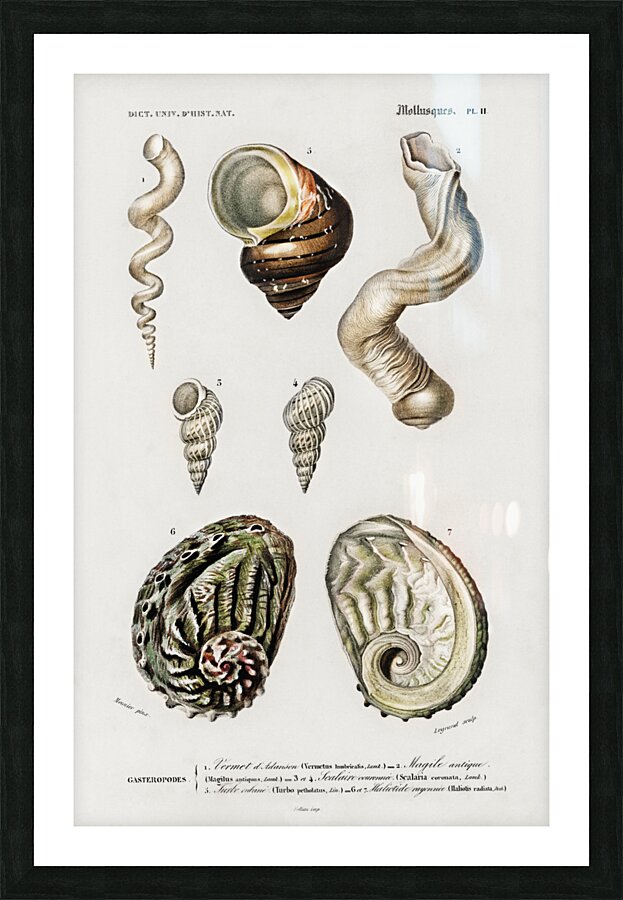 Different types of mollusks Picture Frame print
