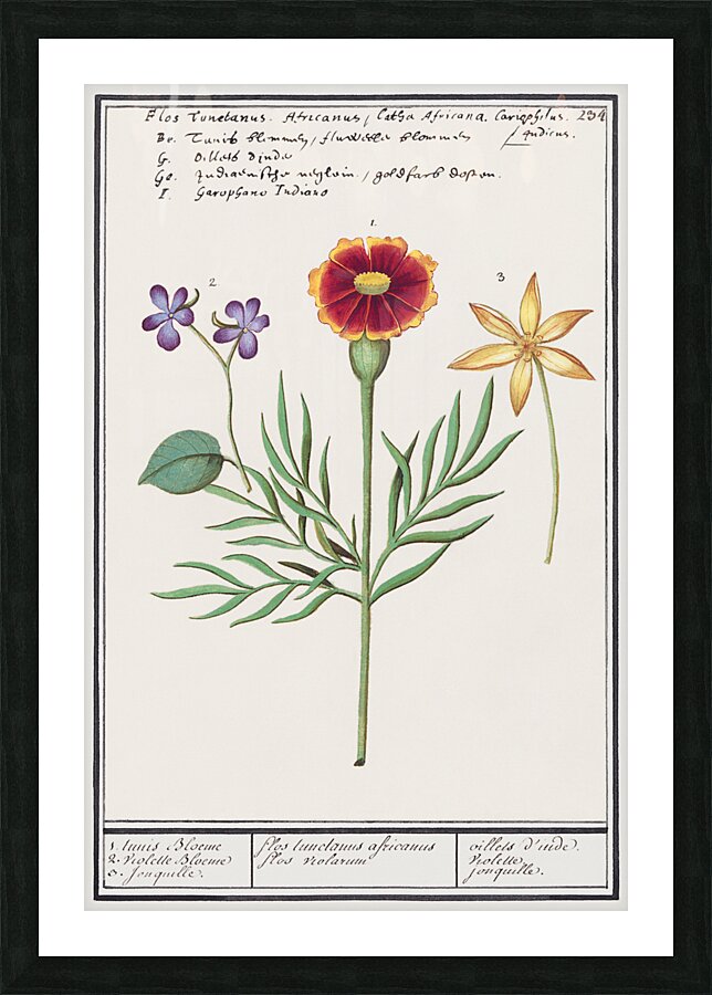 Viola daffodil and marigold Picture Frame print