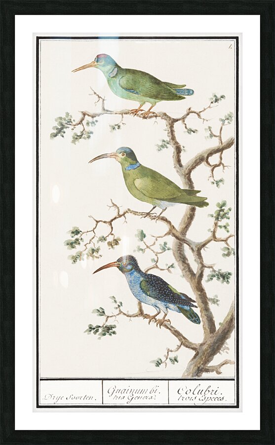 Sunbirds in vintage style Picture Frame print