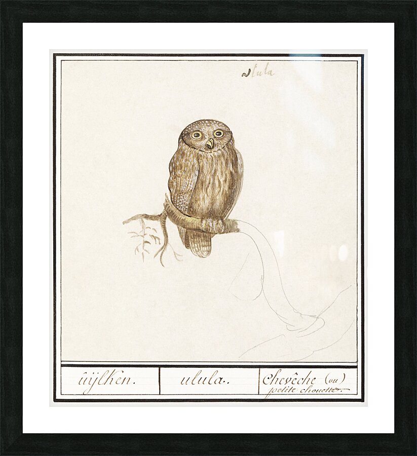 Pygmy owl in vintage style Picture Frame print