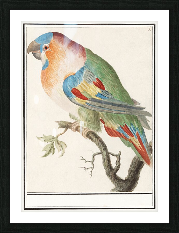 Swan in vintage style Picture Frame print