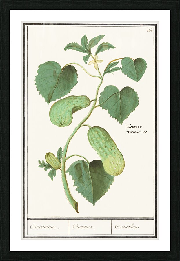 Cucumber in vintage style Picture Frame print