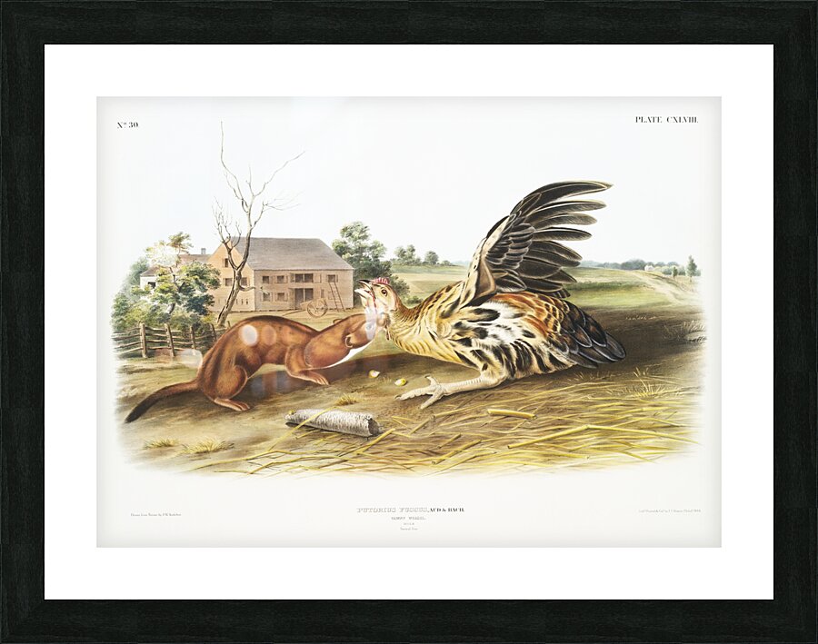 Tawny Weasel Putorius fuscus  Picture Frame print