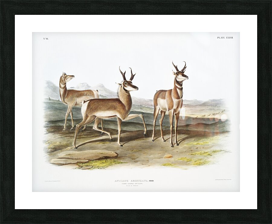 Prong-horned Antelope Antilope Americana  Picture Frame print