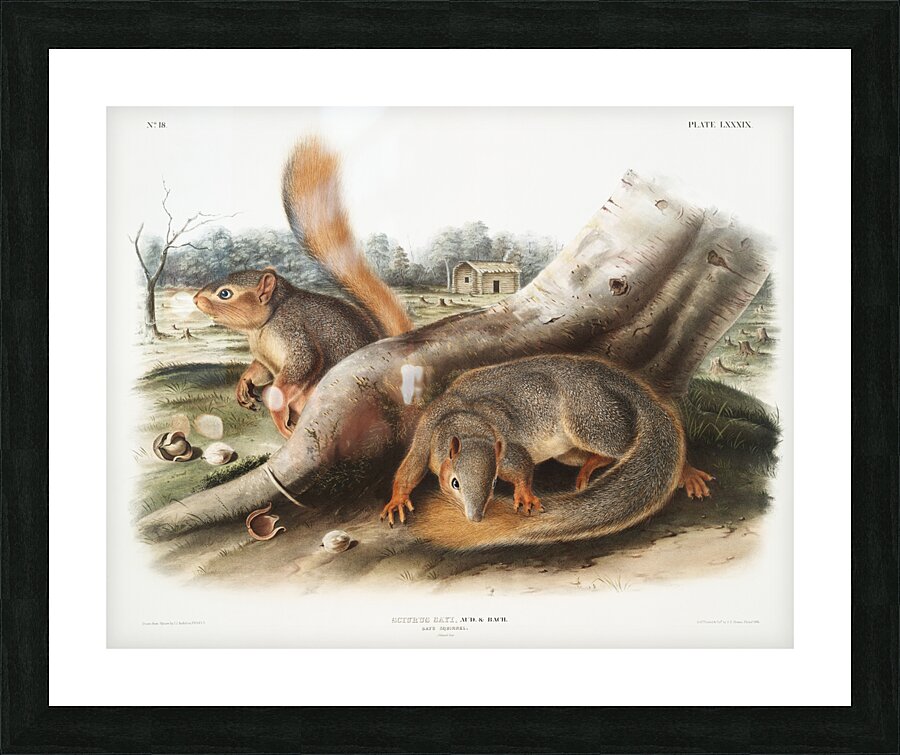 Squirrel Sciurus Sayi  Picture Frame print