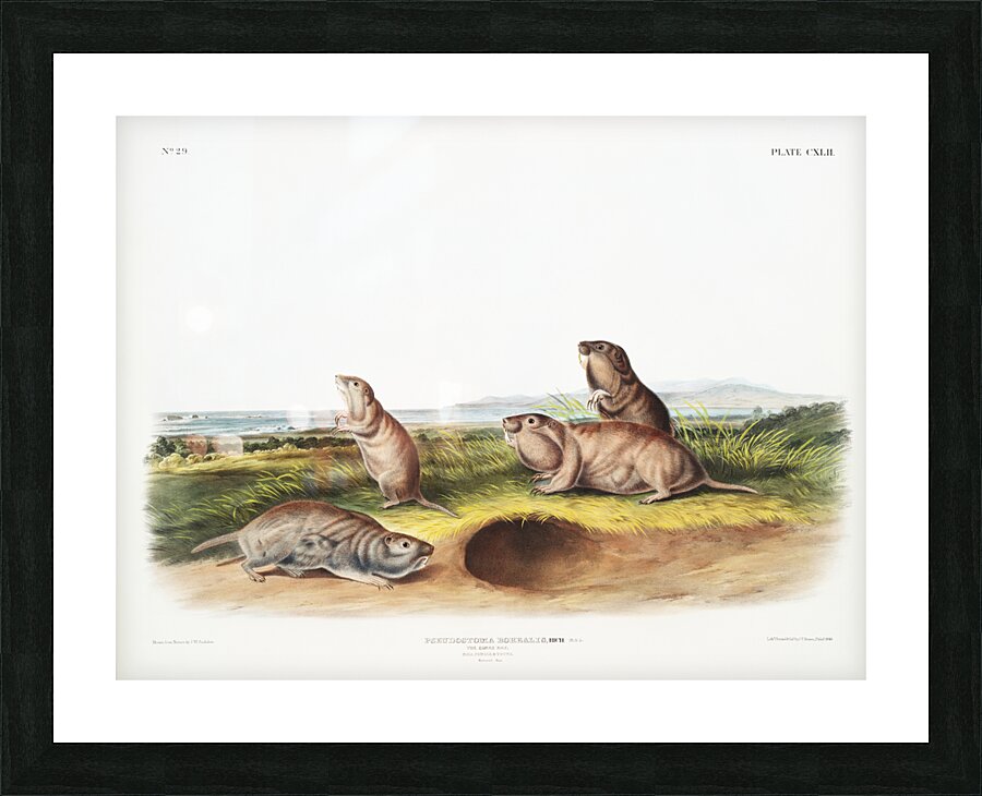 Camas Rat Pseudostoma Borealis  Picture Frame print