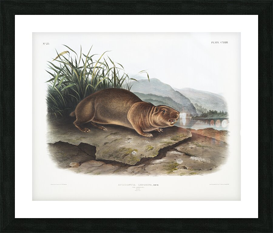 Sewellel Aplodontia leporina  Picture Frame print