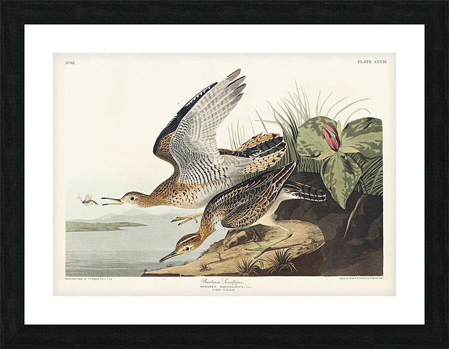 Bartram Sandpiper Picture Frame print