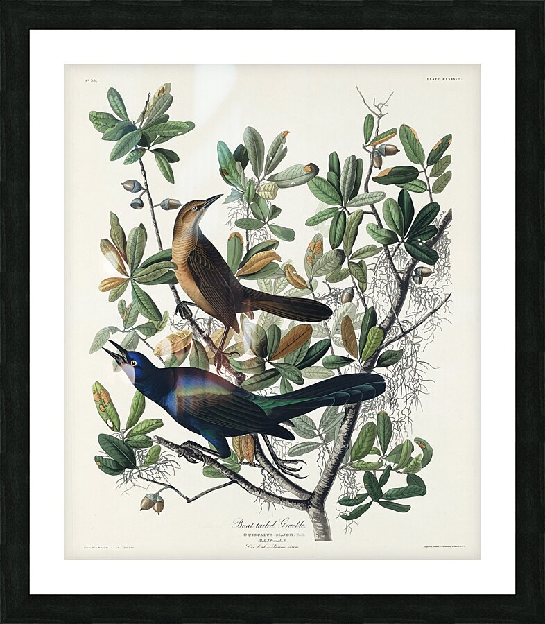 Boat-tailed Grackle Picture Frame print