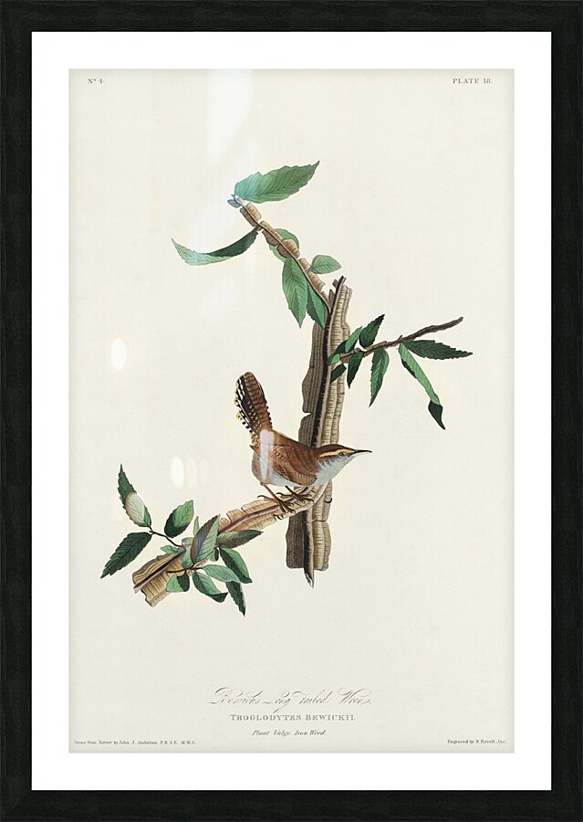 Bewicks Wren Picture Frame print