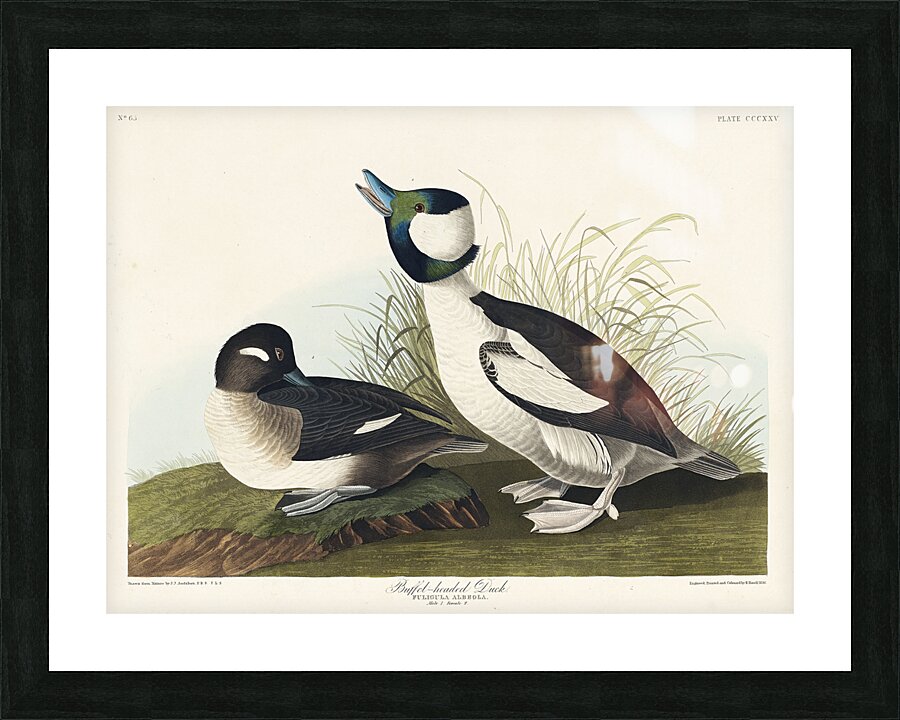 Buffel-headed Duck Picture Frame print