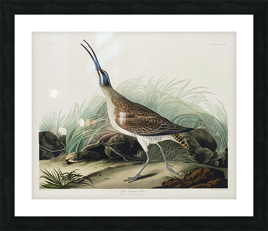Hudsonian Curlew Picture Frame print