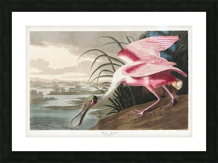 Roseate Spoonbill Picture Frame print